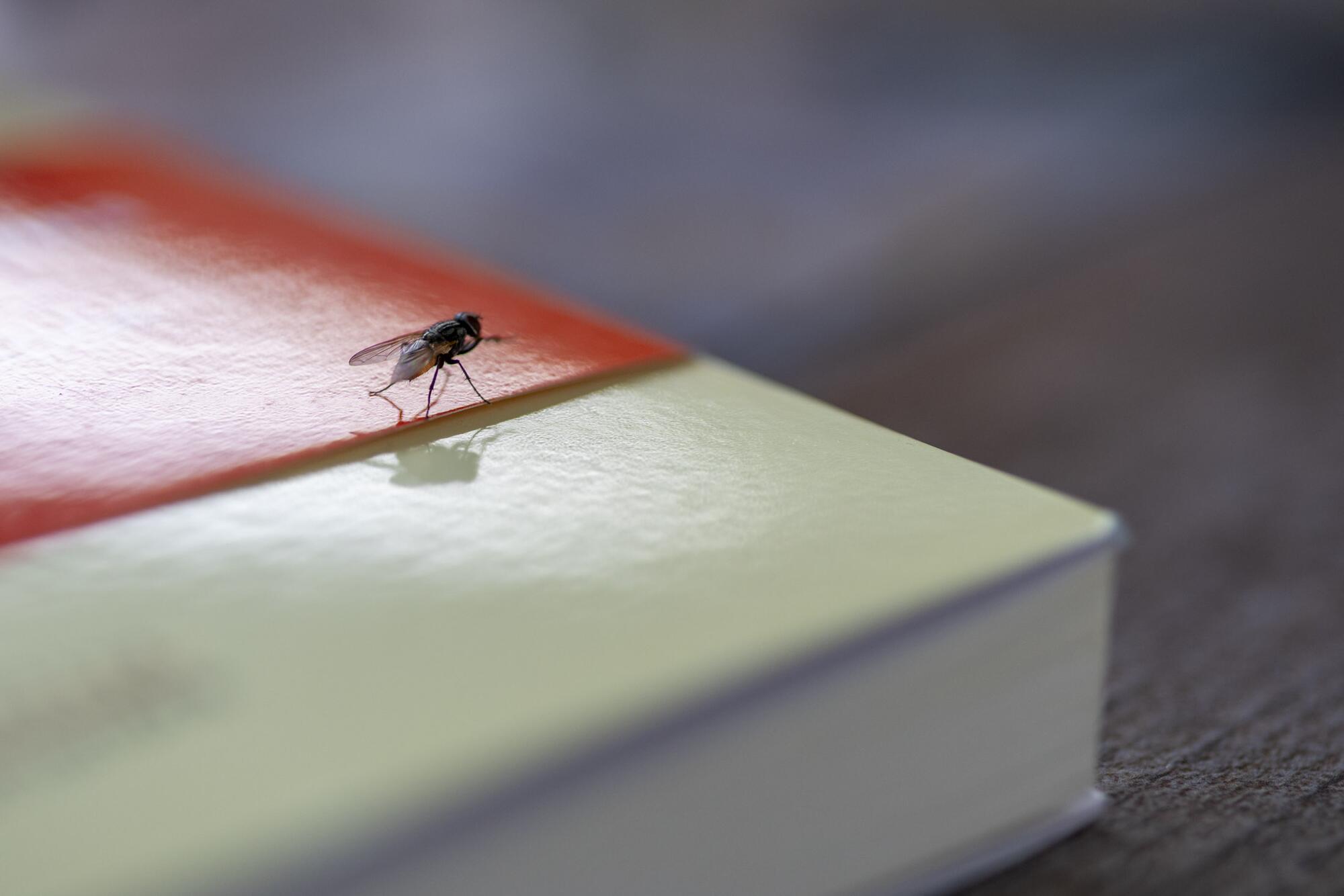 Recurso mosca sobre un libro